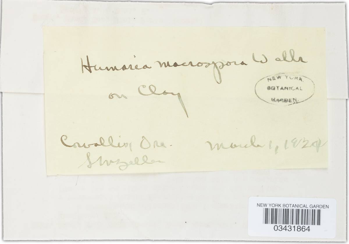 Humaria macrospora image