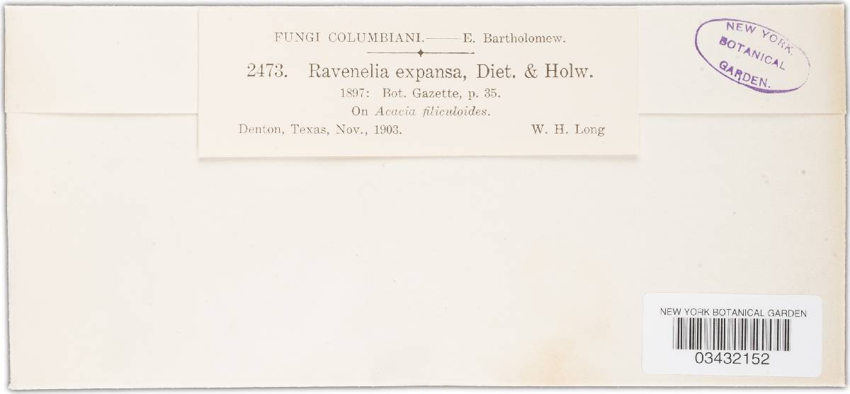 Ravenelia expansa image