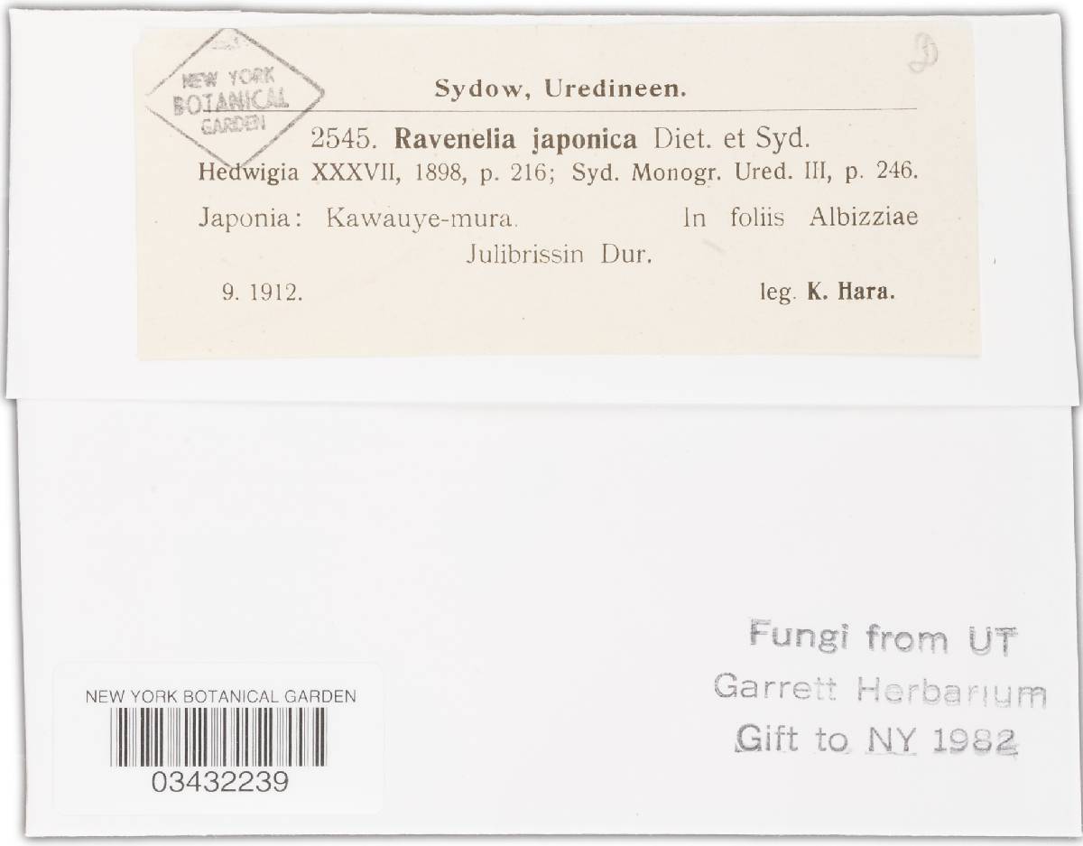 Ravenelia japonica image