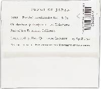 Stereostratum corticioides image
