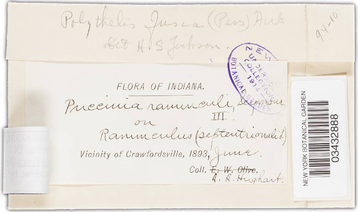 Tranzschelia anemones image