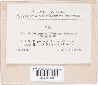 Triphragmium ulmariae image