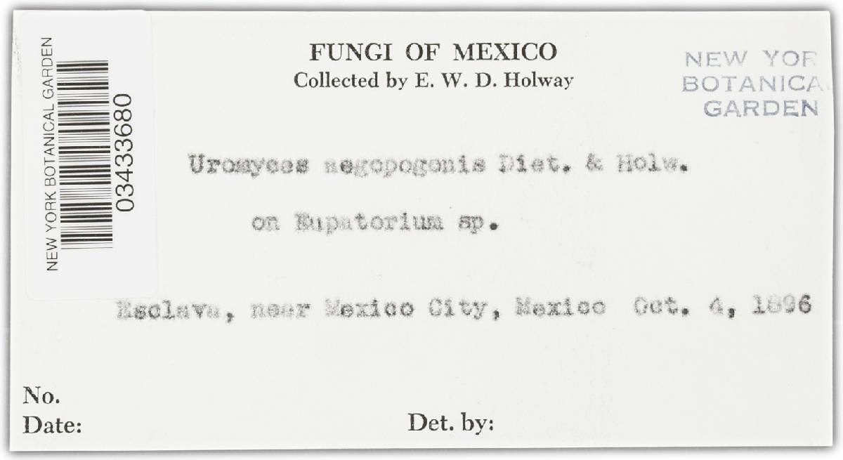 Uromyces aegopogonis image