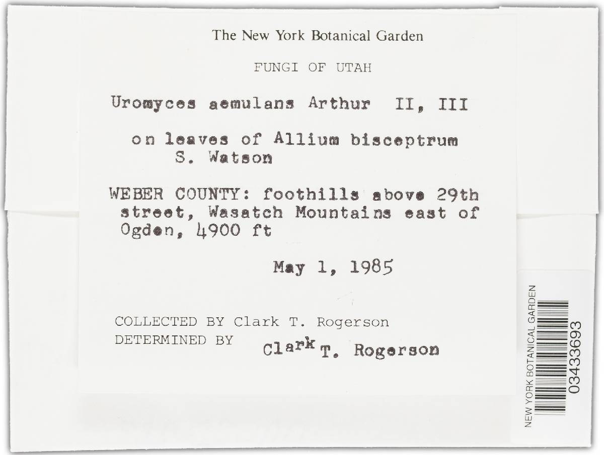 Uromyces aemulus image