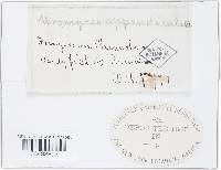 Uromyces appendiculatus image