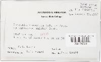 Puccinia recondita image