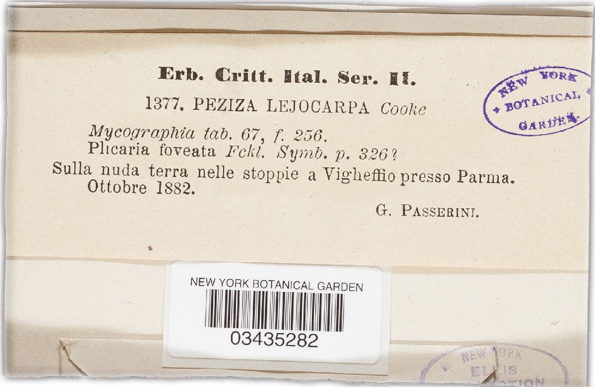 Lamprospora leiocarpa image