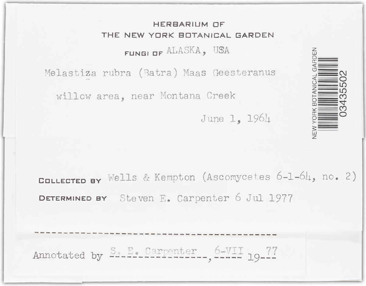 Melastiza rubra image