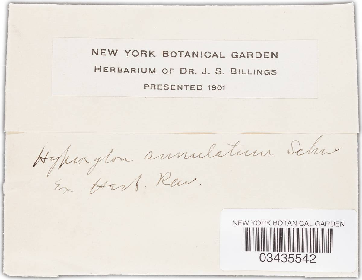Annulohypoxylon truncatum image