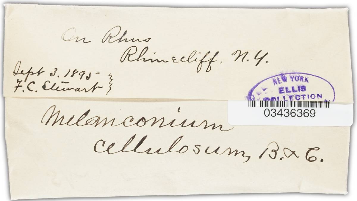 Melanconium cellulosum image