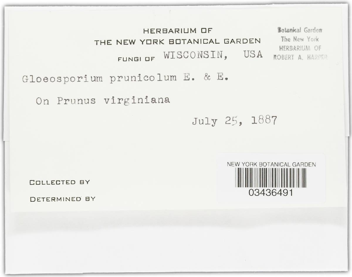 Aureobasidium prunicola image