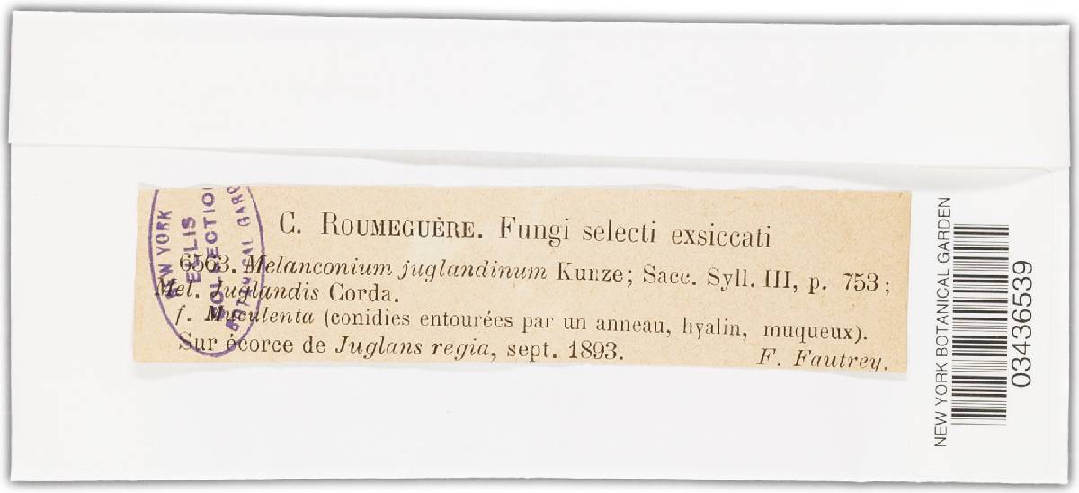 Melanconium image