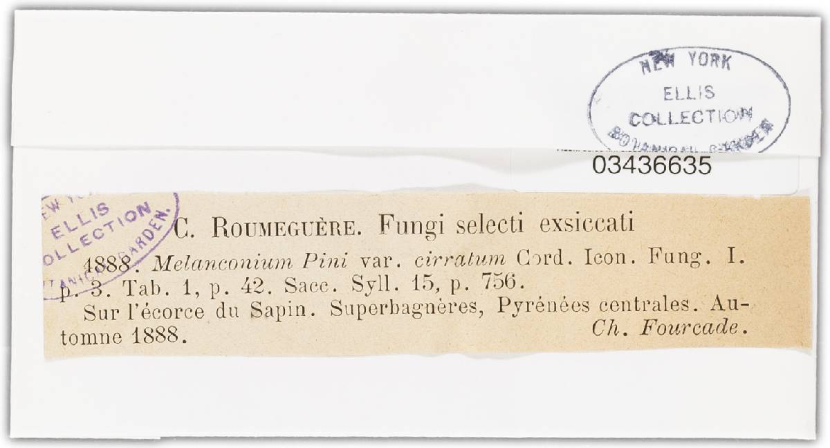 Endomelanconium pini image