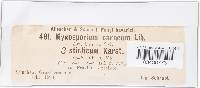 Myxosporium aquifolii image