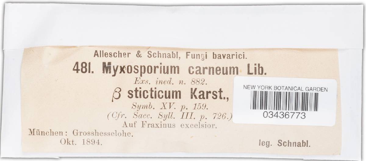 Myxosporium aquifolii image