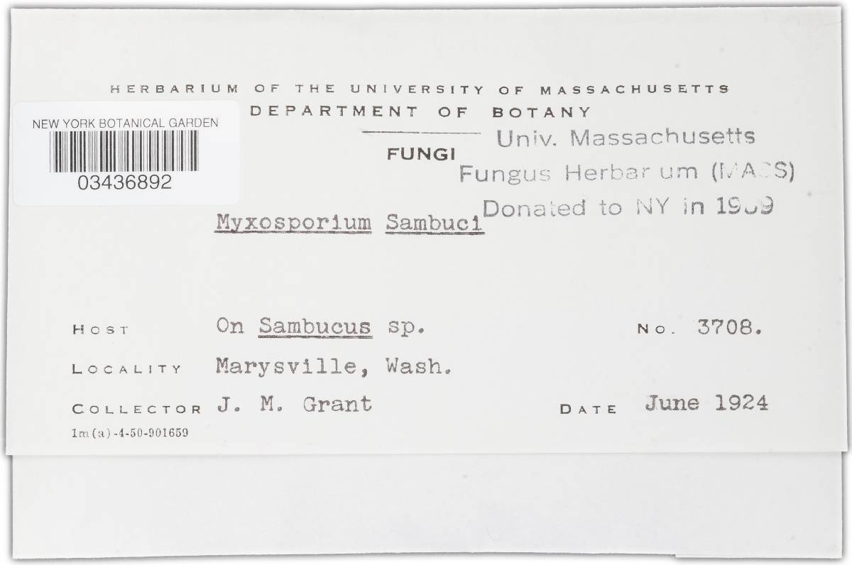 Myxosporium sambuci image