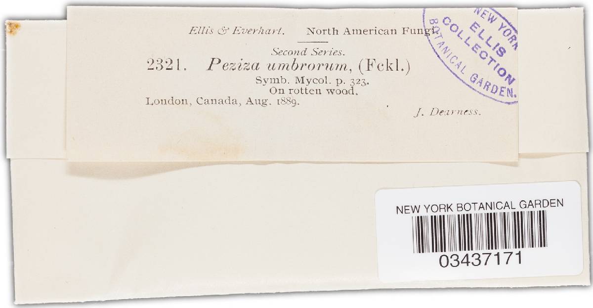 Patella umbrorum image