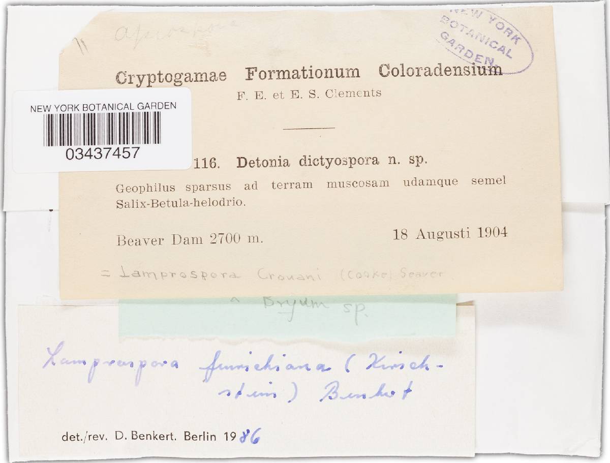 Octospora feurichiana image
