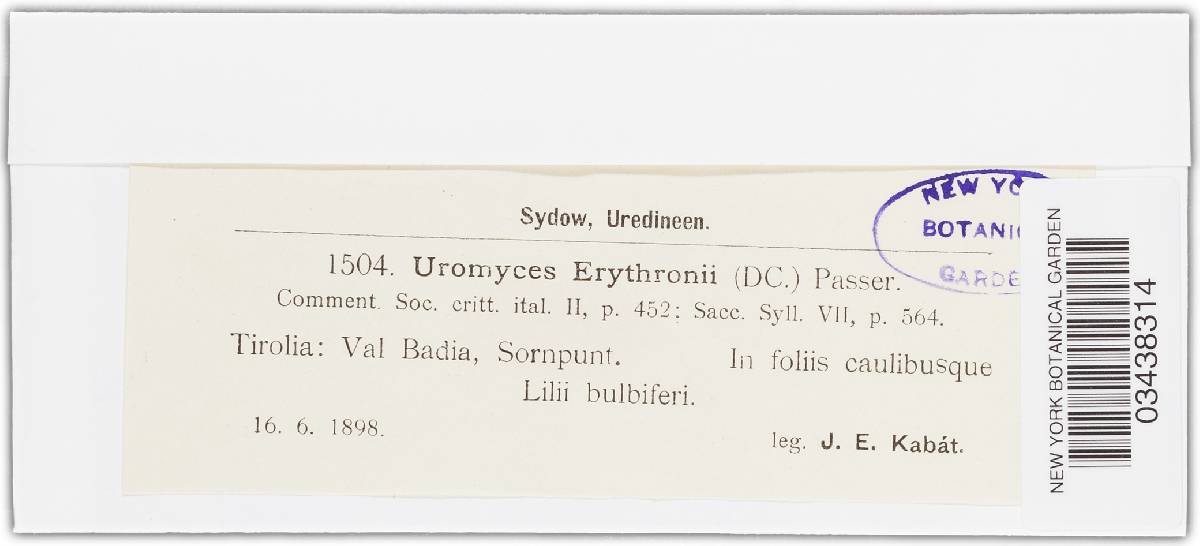 Uromyces erythronii image