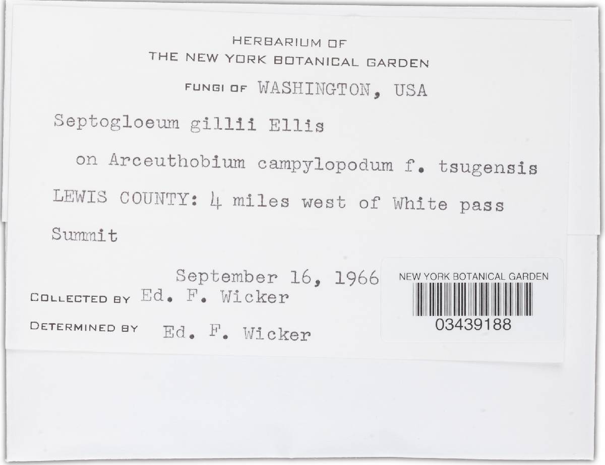 Septogloeum gillii image