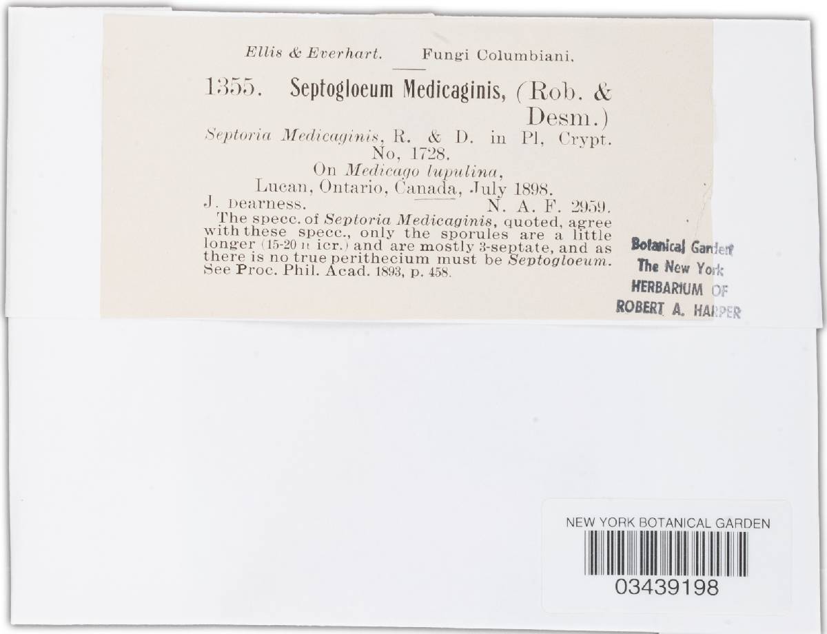 Leptosphaeria pratensis image