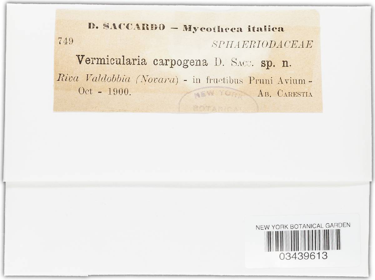 Vermicularia carpogena image