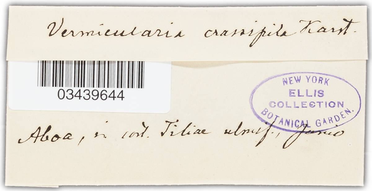Vermicularia crassipila image