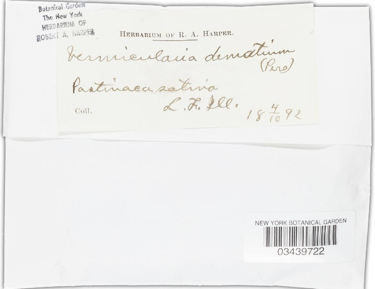 Colletotrichum dematium image