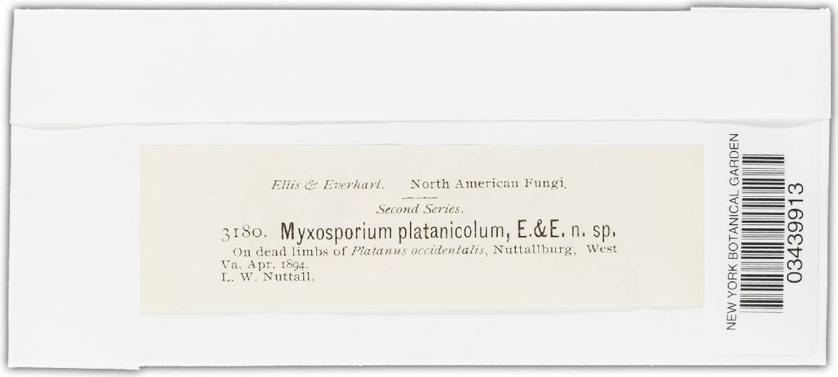 Myxosporium plantanicola image