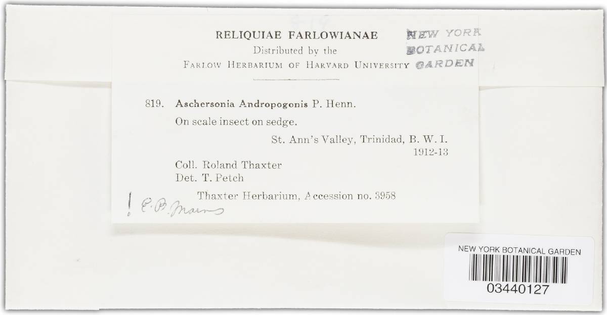 Aschersonia andropogonis image