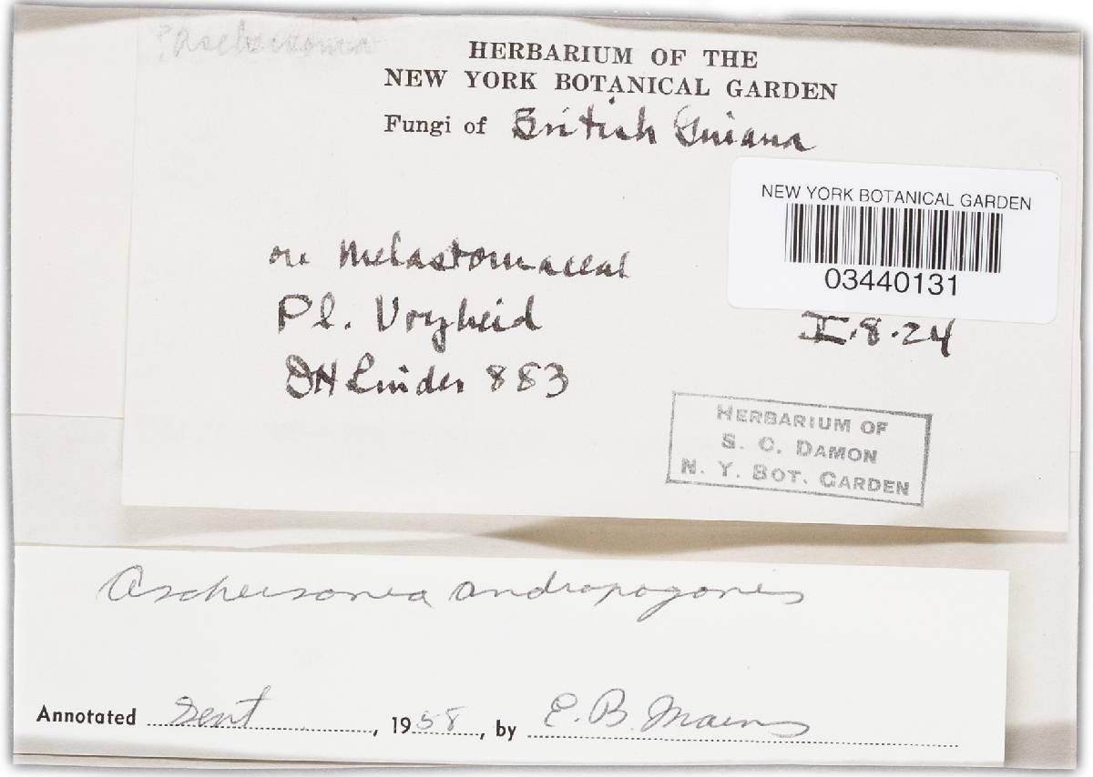 Aschersonia andropogonis image