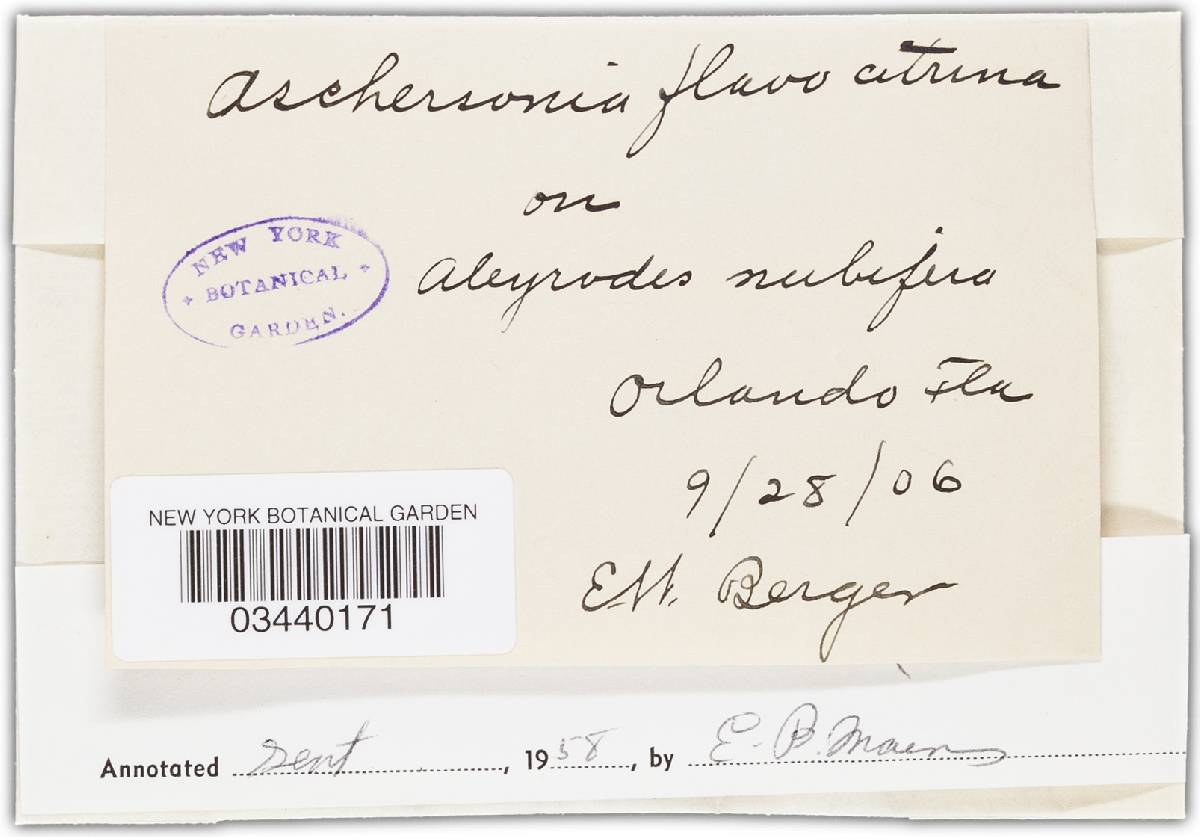 Aschersonia goldiana image