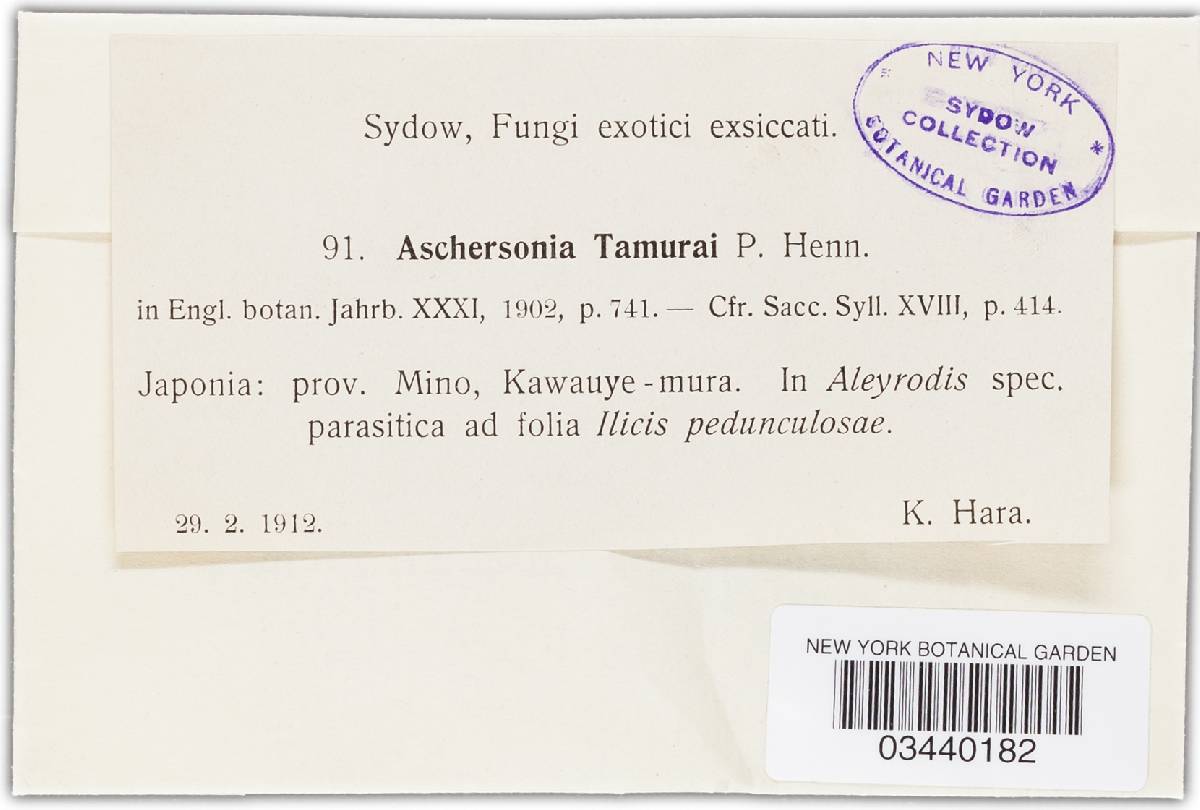 Aschersonia tamurai image