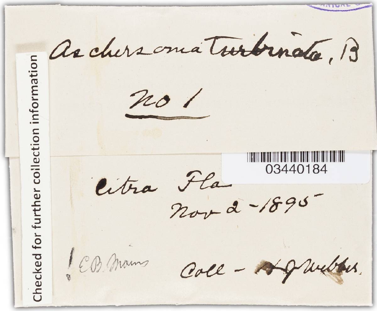 Aschersonia tamurai image