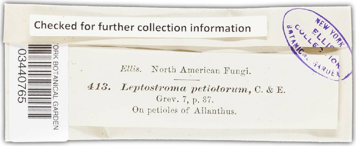 Leptostroma petiolorum image
