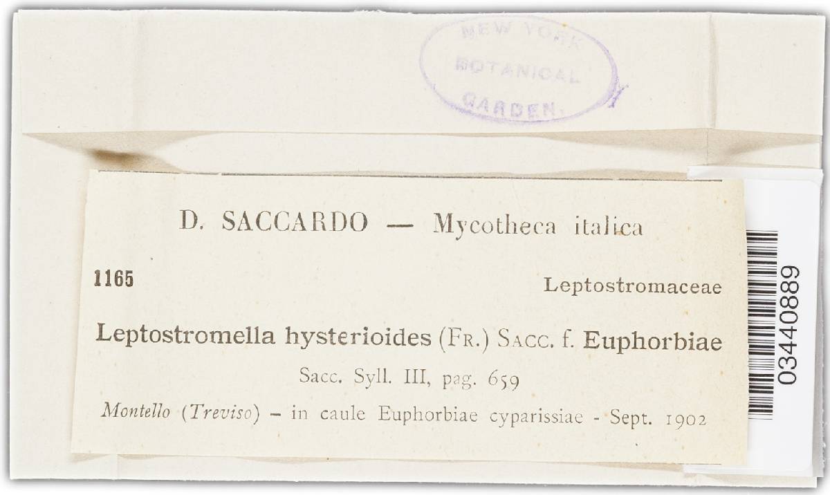 Leptostromella hysterioides image