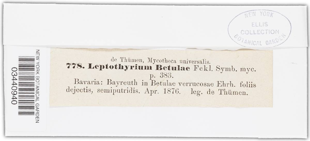 Marssonina betulae image