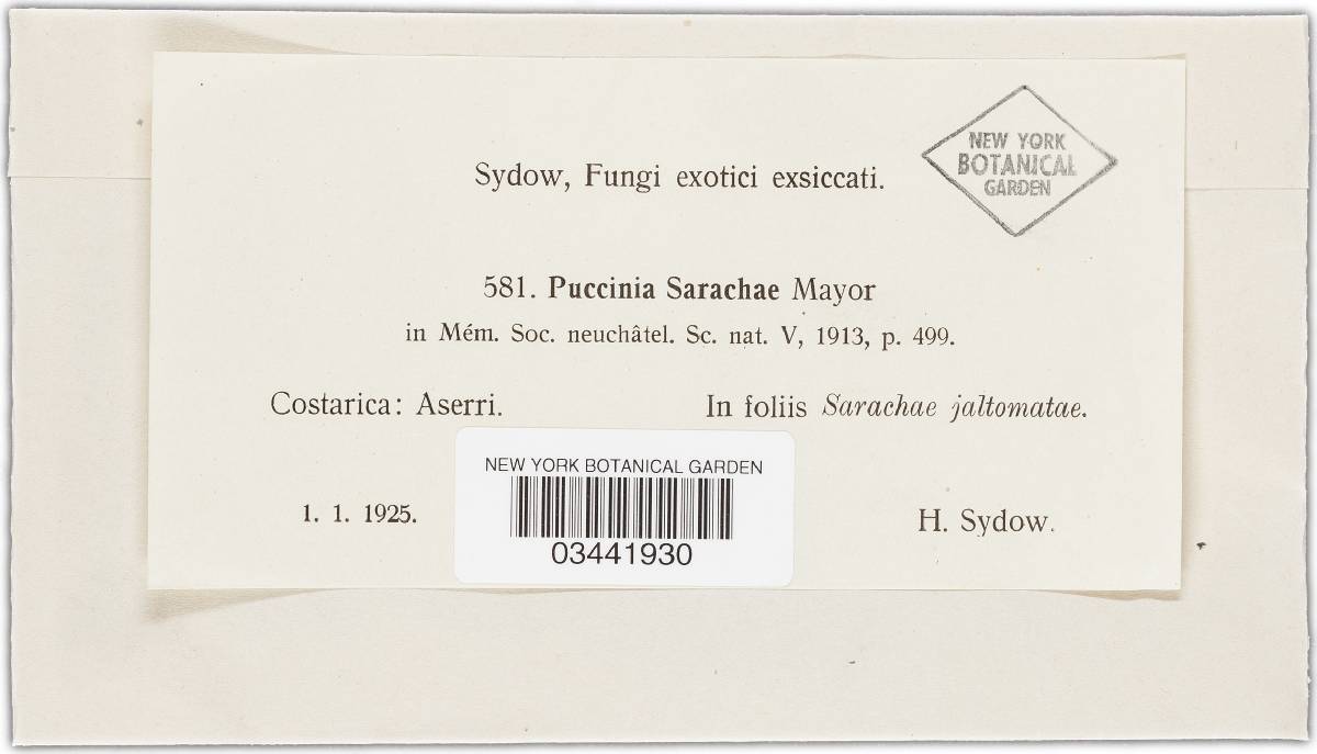 Puccinia sarachae image