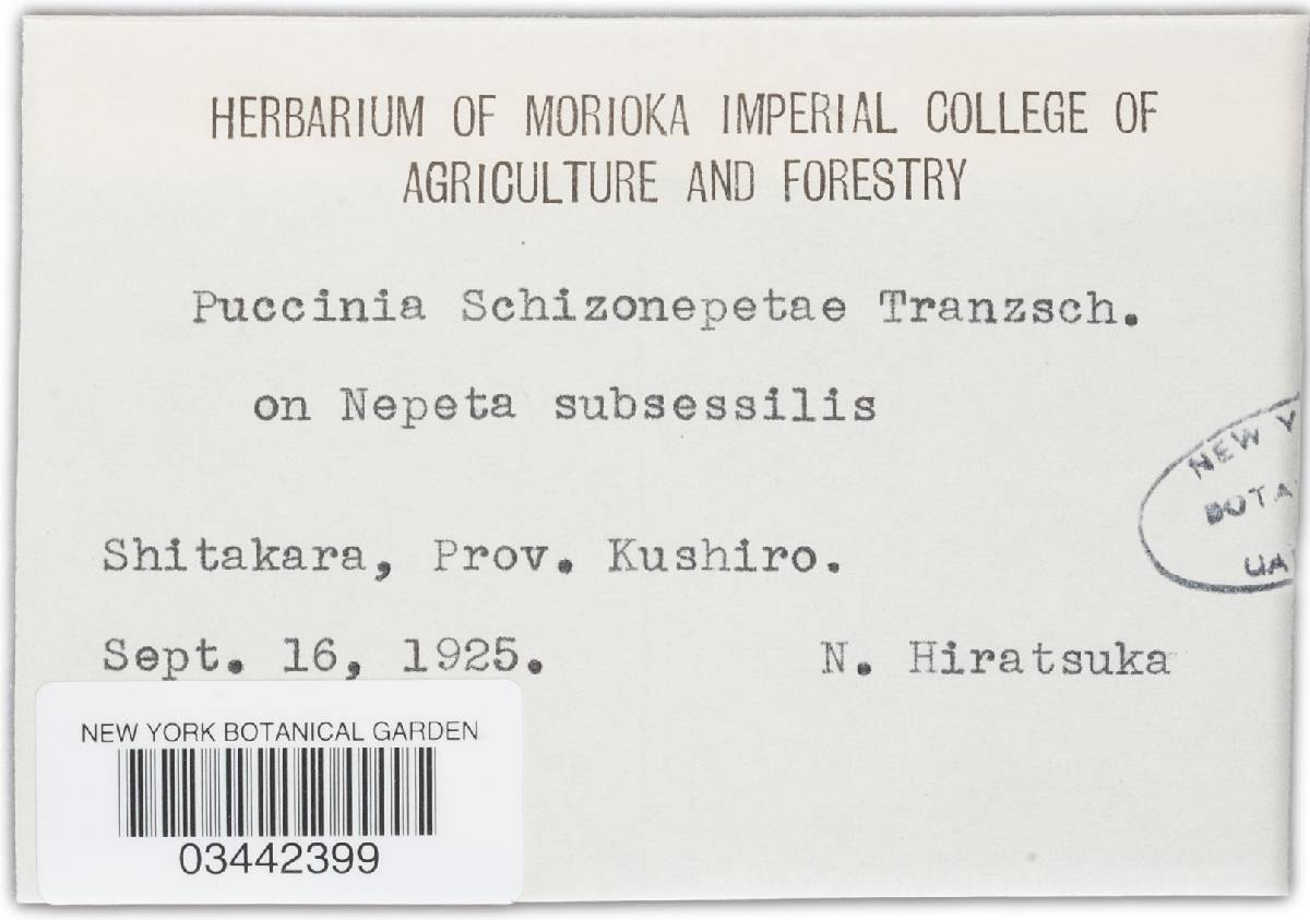 Puccinia schizonepetae image