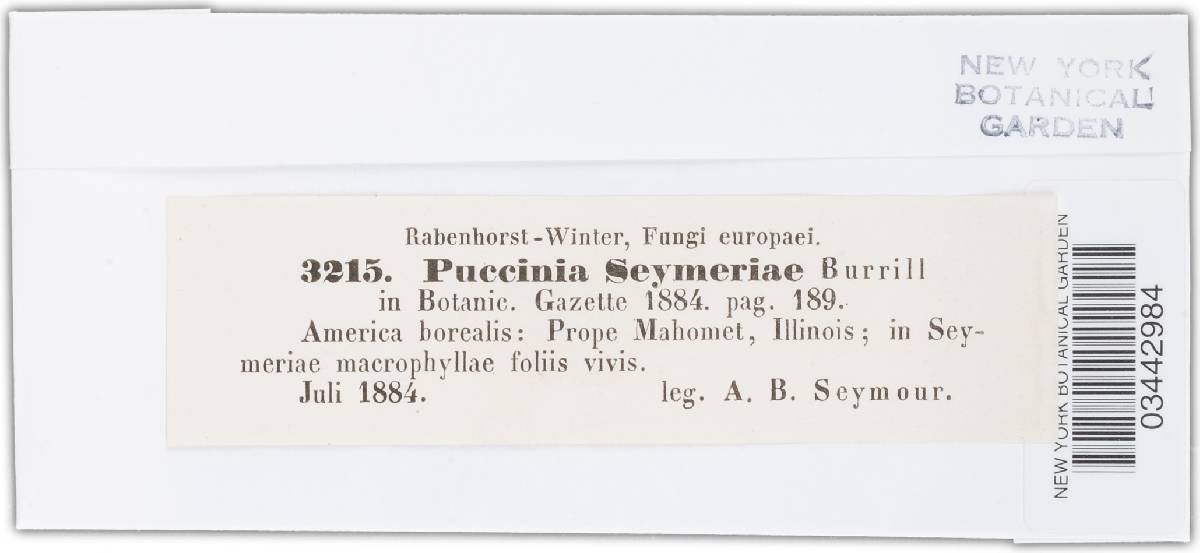 Puccinia seymeriae image