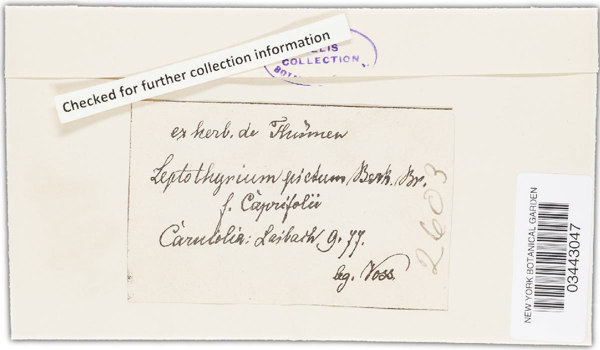Leptothyrium pictum image