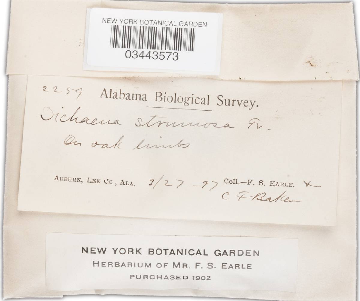 Dichaena strumosa image