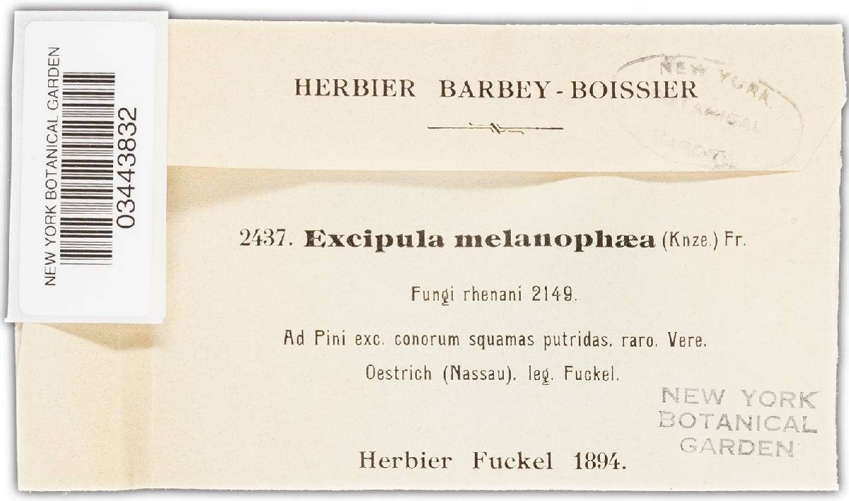 Excipula melanophaea image