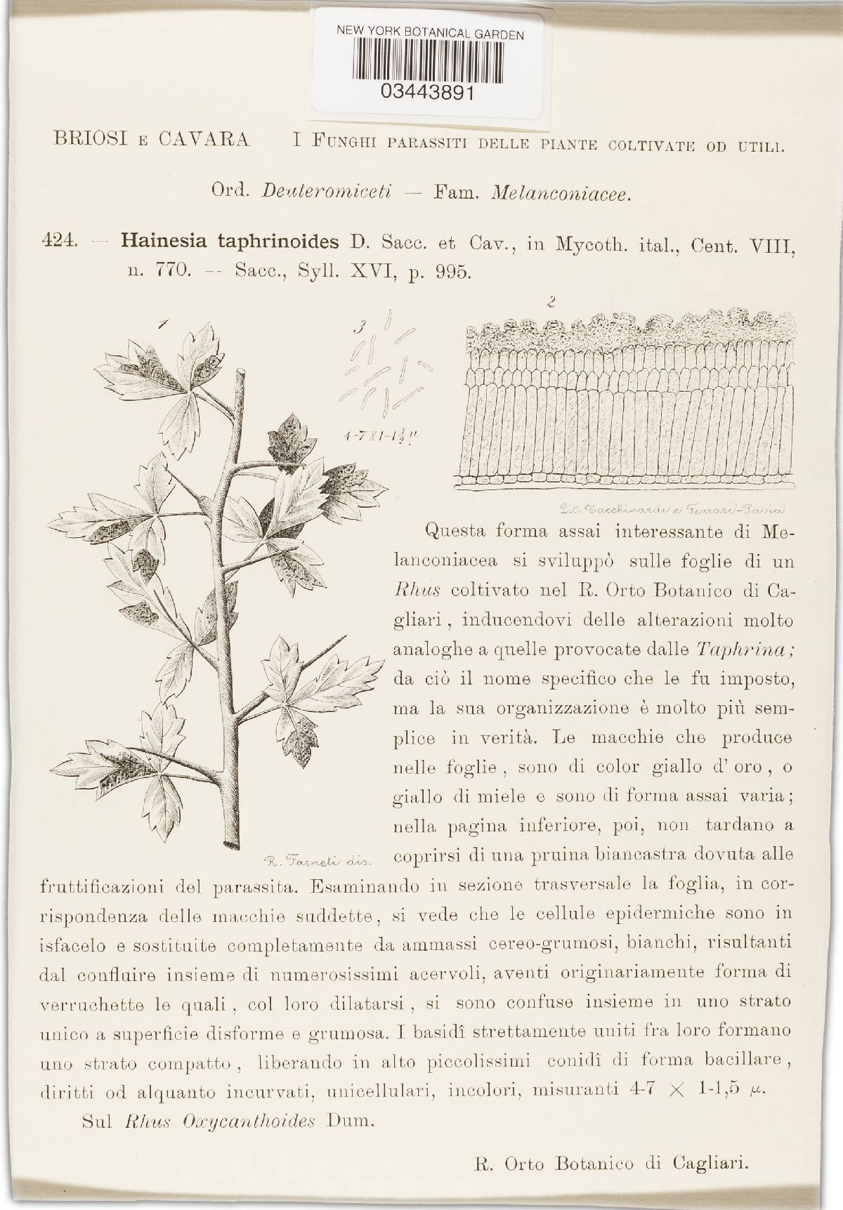 Hainesia taphrinoides image