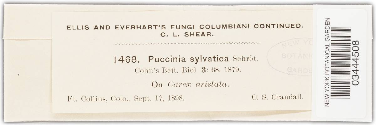 Puccinia dioicae var. silvatica image