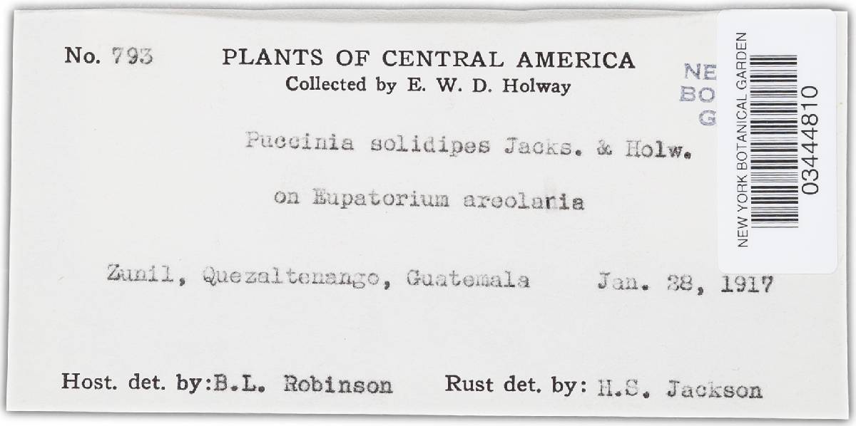 Puccinia solidipes image