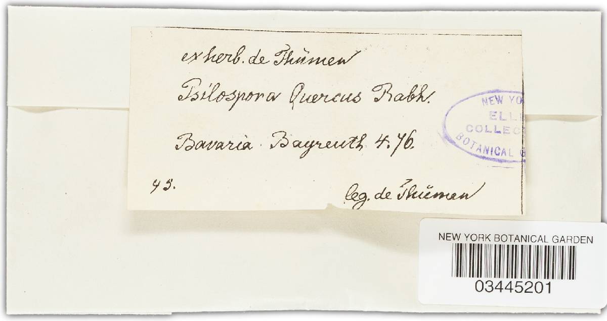 Ascodichaena rugosa image