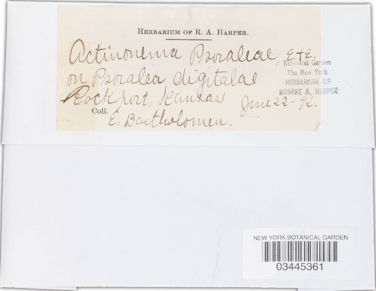 Actinonema psoraleae image