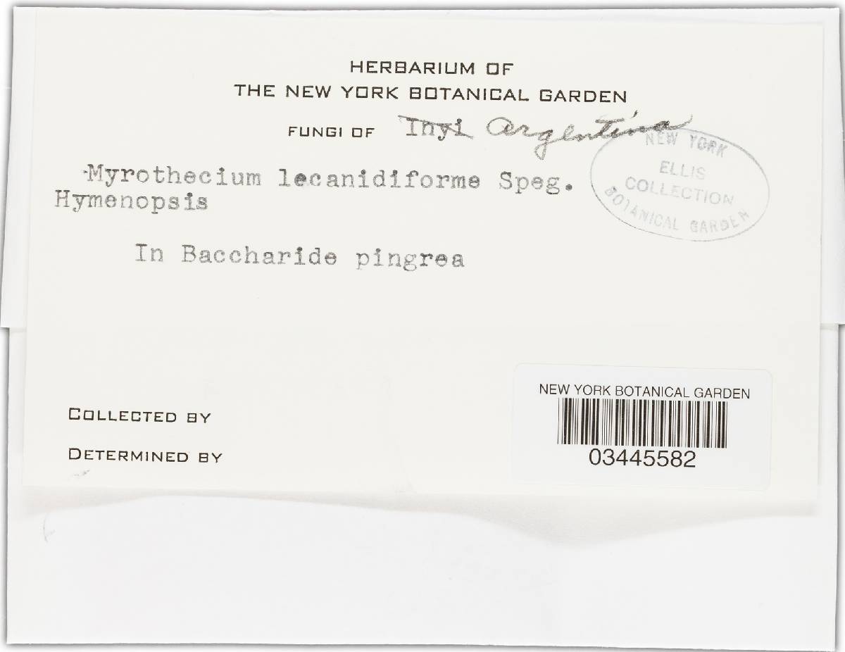 Hymenopsis lecanidiiformis image