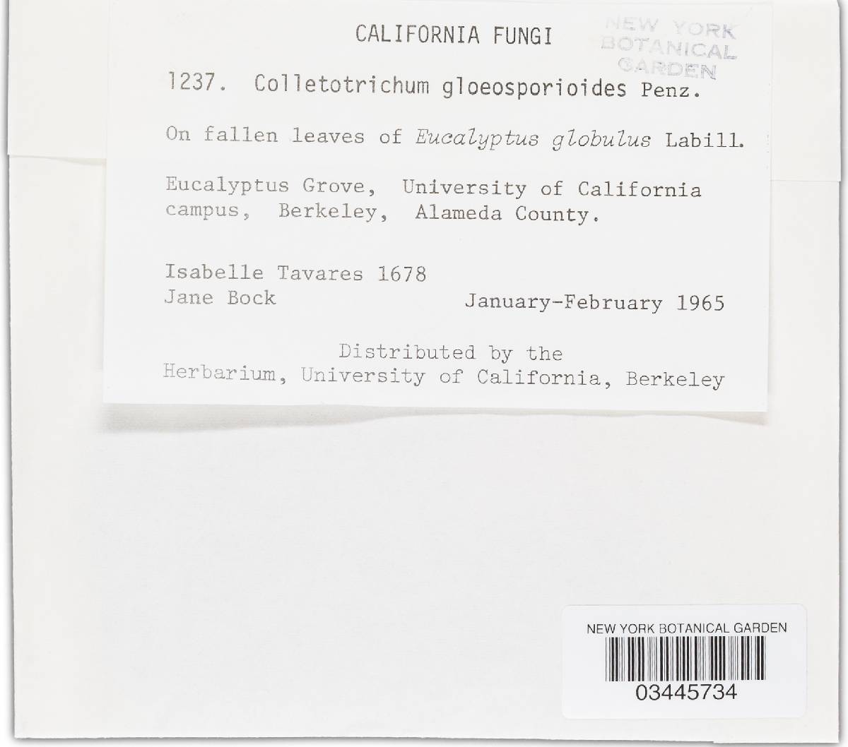 Glomerella cingulata image